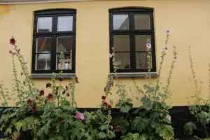 Twee ramen, gele muur en stokrozen